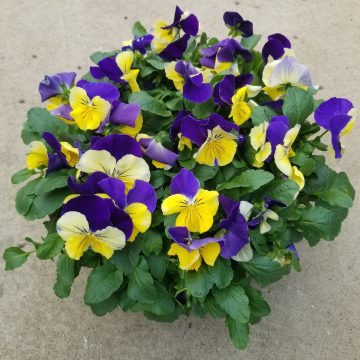 Pansy Matrix® Morpheus- 14" Bowl