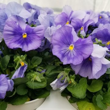 Pansy Spring Matrix™ Blue- 4 1/3" Pot