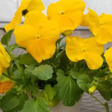 Pansy Spring Matrix™ Yellow- 4 1/3" Pot