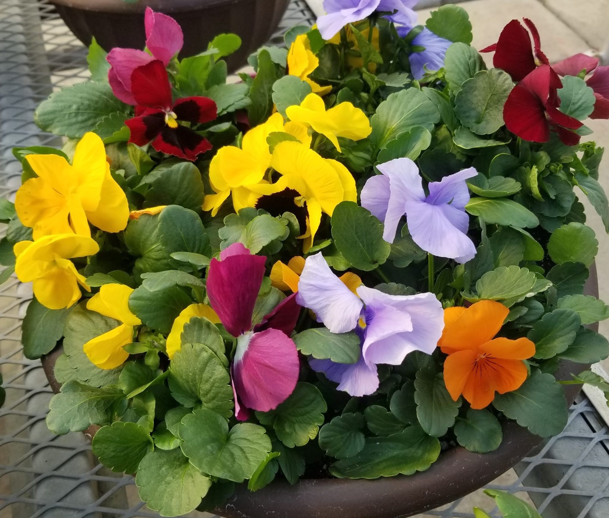 Pansy Spring Matrix™ Mix- 14" Bowl - Garden Center - MN
