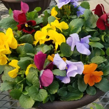 Pansy Spring Matrix™ Mix- 14" Bowl