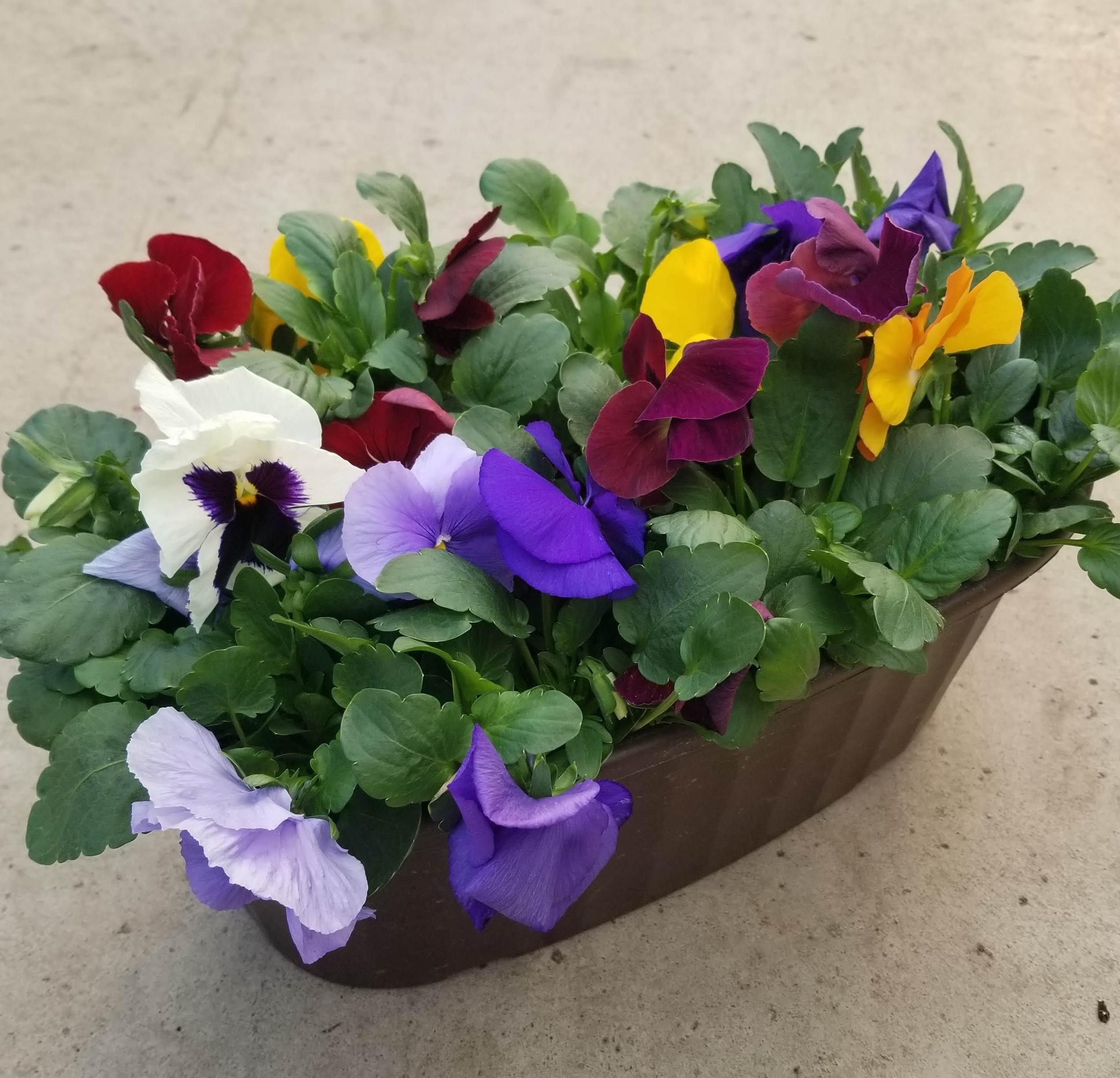 Pansy Spring Matrix™ Mix - 15" Oval