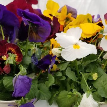 Pansy Spring Matrix™ Mix- 4 1/3" Pot
