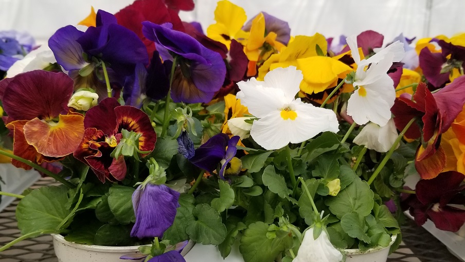 product-84872-1759497839-PANSPR901-43WP