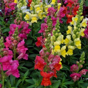 Snapdragon Candy Tops Mix - 4 pak