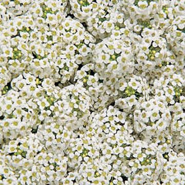Alyssum Giga White - 4 pak