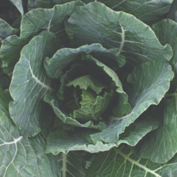 Collards Top Bunch - 4 pak