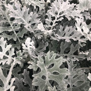 Dusty Miller Silverdust - 4 pak