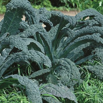 Kale Lacinato - 4 pak