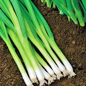 Onion White Lisbon Bunching - 4 pak