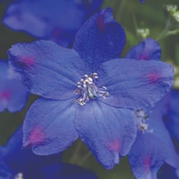 DELPHINIUM DIAMOND BLUE -3½"