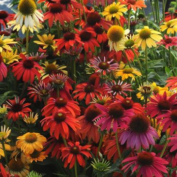 ECHINACEA 'CHEYENNE SPIRIT'- 3½"