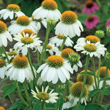ECHINACEA 'PowWow® WHITE' - 3½" POT