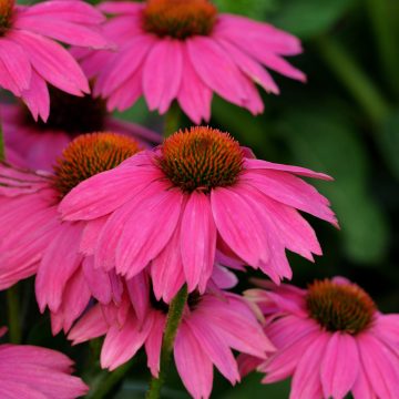 ECHINACEA 'PowWow® Wild Berry' - 3½" POT