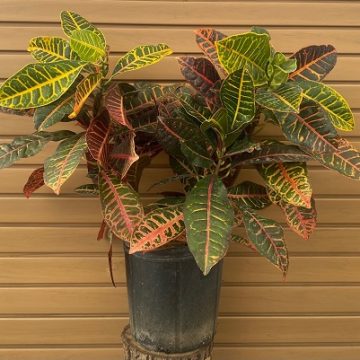 CROTON 'PETRA' - 6"