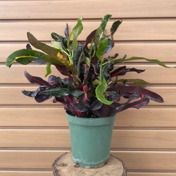 CROTON 'MAMMY' - 6"