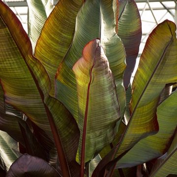 ENSETE MAURELII, SIZE #2