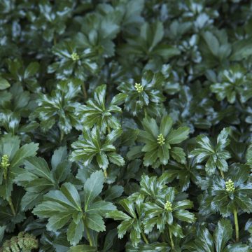 PACHYSANDRA 'GREEN SHEEN', SIZE- QUART
