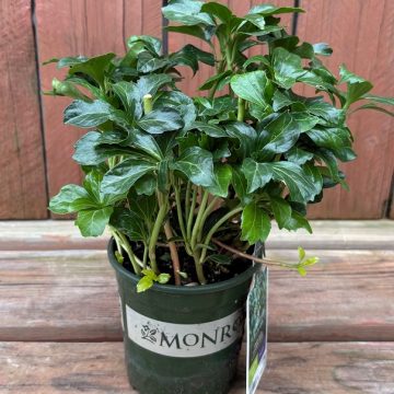 Pachysandra 'Green Sheen', Size- Quart