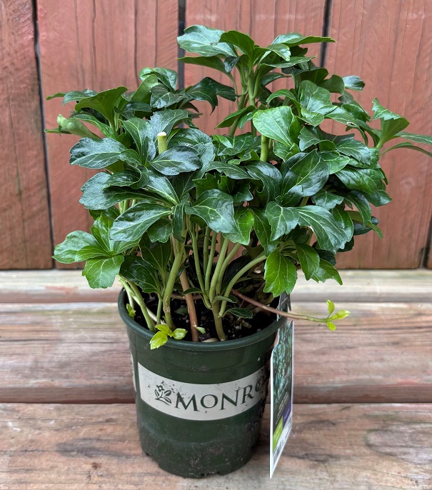 Pachysandra 'Green Sheen', Size- Quart