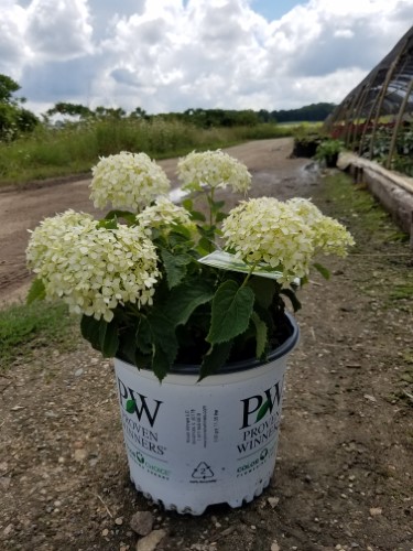 product-937-1759486266-LNR35383