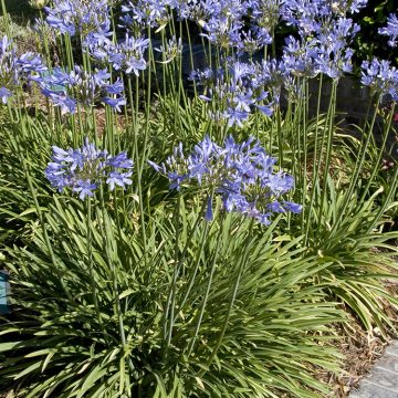 AGAPANTHUS QUEEN ANNE, SIZE #1