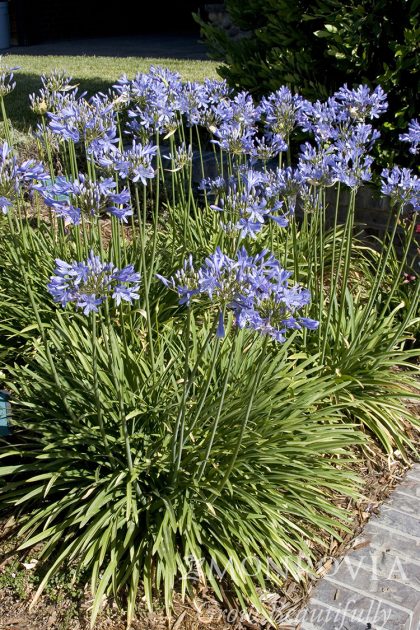 product-943-1759487600-MO001801