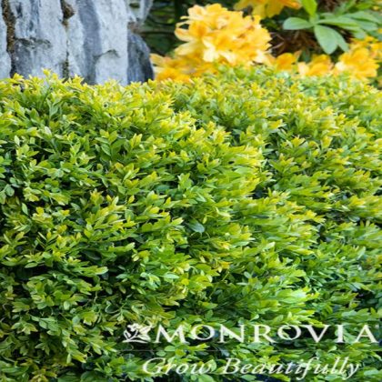 product-946-1759487667-MO003011