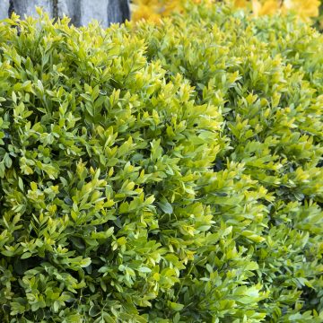 CHICAGOLAND GREEN BOXWOOD, SIZE #2