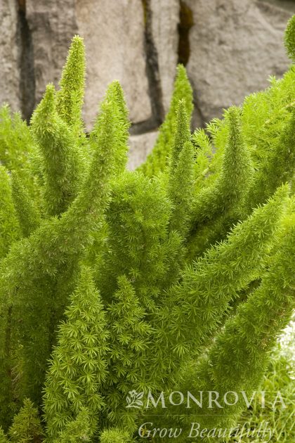 product-949-1759487740-MO003151