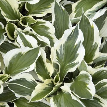 HOSTA 'MINUTEMAN', SIZE #2