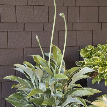 HOSTA 'REGAL SPLENDOR', SIZE #5