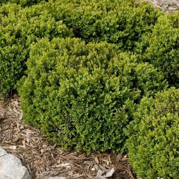 GREEN VELVET BOXWOOD, SIZE #5