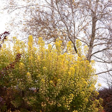 GOLDEN SPIRIT SMOKEBUSH, SIZE #2