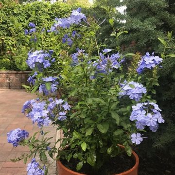 PLUMBAGO 'ROYAL CAPE®', SIZE #1