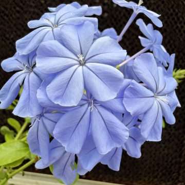 PLUMBAGO 'ROYAL CAPE®', SIZE #1