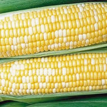 Corn 'Honey'N Pearl'- 3½" pot