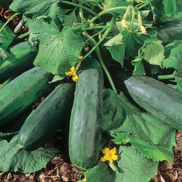 Cucumber Bush Crop - 3½" pot