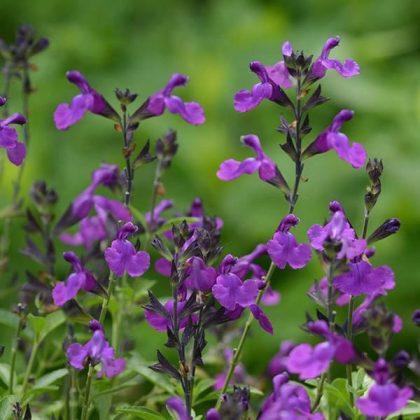 Salvia 'Mirage™ Violet' - 6" pot