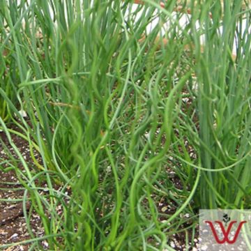 Juncus Twisted Arrows- 4 1/3" pots