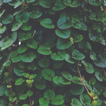 Lysimachia Sunburst- 4 1/3" Pot