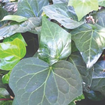 Hedera 'Algerian'- 4 1/3" Pot