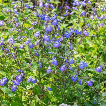 Browallia americana 'Blue Lady' - 4 1/3" pot