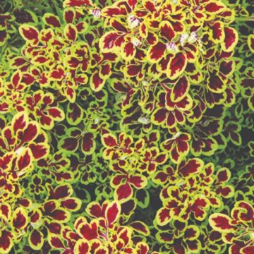 Coleus Tidbits™ Tammy - 4 1/3" pot