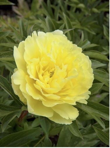 product-97267-1759489623-MO047075