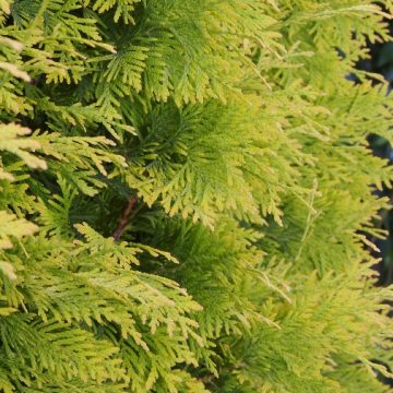 YELLOW RIBBON ARBORVIATE, SIZE #5