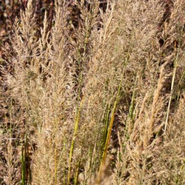 CALAMAGROSTIS BRACHYTRICA , SIZE #1