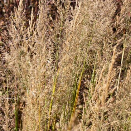 product-97292-1759479807-CLMBRA805-TGW