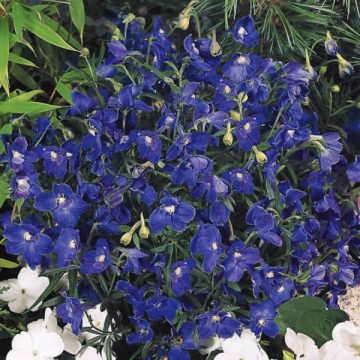 DELPHINIUM 'SUMMER NIGHTS', SIZE #1