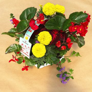 My Garden Combo 'Energizing Sun'- 7 Count Tray